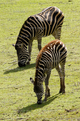 Ogrod zoologiczny w Gdańsku Oliwie. Nz. zebra 04.09.2010
fot....