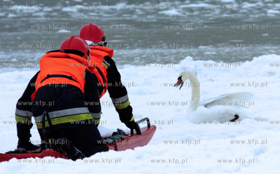 Strazacy z Ustki uratowali labedzia, ktory przymarzl...