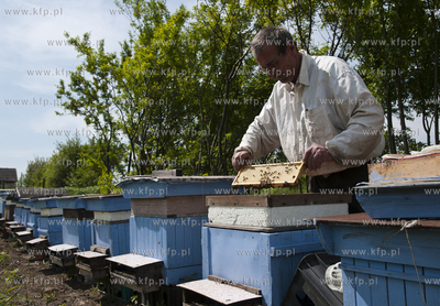 Pszczelarz pan Kazimierz Stosik podczas wiosennych...