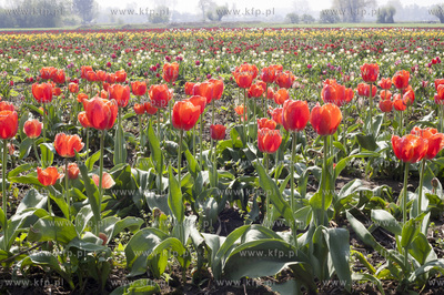 Zulawski Tulipan 2015. Tulipany rosnace na polach w...