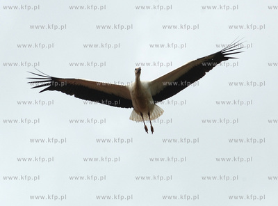 Bocian w Gdansku - Matarni. 23.07.2005 Fot. Maciej...