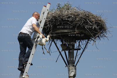 Kowale. Obraczkowanie bocianow bialych. Akcja odbywa...
