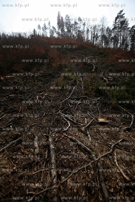 Gigantyczny wyrąb drzew w Trójmiejskim Parku Krajoobrazowym.
25.03.2015
fot....