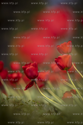 Gdańsk. Tulipany.
25.04.2019
fot. Krzysztof Mystkowski...