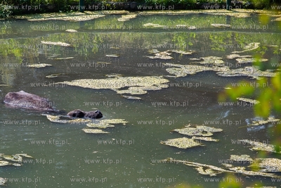 Gdańsk. Zoo w Oliwie. Upał w Zoo. Nz. Bawoły chłodzą...