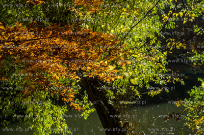 Gdansk. Jesienne, sloneczne przedpoludnie w Parku Orunskim.
27.10.2015
fot....