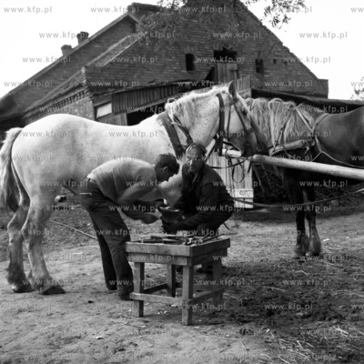 Podkuwanie konia na pomorskiej wsi. 
09.1970
0002438z_wrzesien1970
Fot....