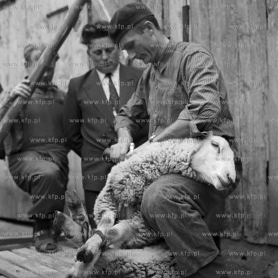 Konkurs strzyzenia owiec. 
10.1969
3pazdziernik69_z.kosycarz_p7
Fot....