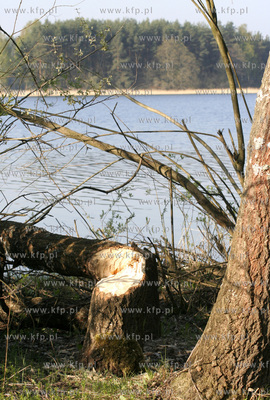 Duze szkody na jeziorem Golun wyrzadzaja w ostatnich...