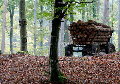 Woz zaladowany drewnem w lesie kolo wsi Lewino (gmina...