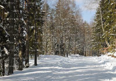 Szymbark /Kartuz. Zima na Kaszubach.
26.03.2009
Fot....