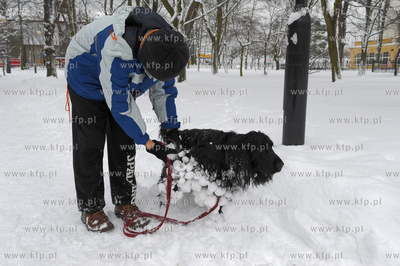 Sopot zasypany sniegiem. Nz. Chlopiec ze spanielem...