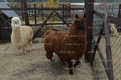 W Debogorzu Wybudowaniu (gmina Kosakowo), tuz przy...