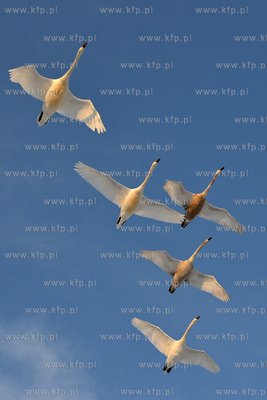 Gdynia Orlowo w zimowej szacie. Klucz labedzi przelatujacy...