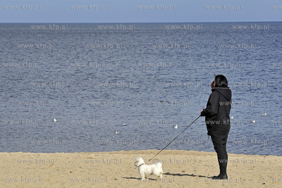 Plaza. Sopot. Okolice Molo. Psy na plazy. 27.02.2016...