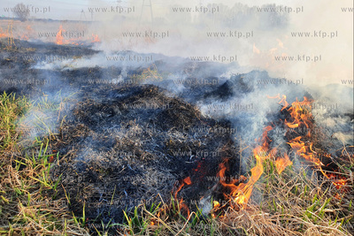 Nielegalne wypalanie traw przy ulicy Wołyńskiej w...