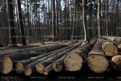 Gigantyczny wyrąb drzew w Trójmiejskim Parku Krajoobrazowym.
25.03.2015
fot....