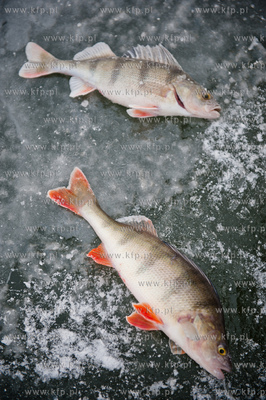 Gdansk. Martwa Wisla. Niskie temperatury utworzyly...