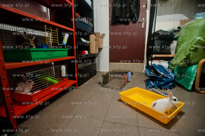 Sopockie Uszakowo - Centrum Adopcyjne Krolikow.
29.03.2013
fot....