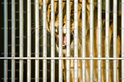 Gdansk. Oliwskie Zoo. Przyjazd czterech lwow, trzech...