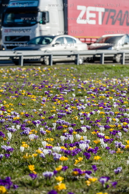 Gdynia. Chylonia. Kolorowe krokusy, ktore zakwitly...