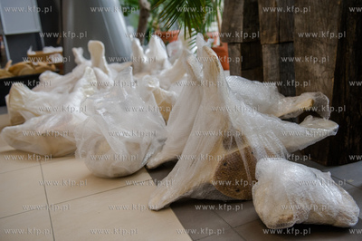 Gdansk. Uniwersytet Gdanski. Rozladunek szkieletu pletwala...