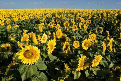 Sloneczniki z Ogrodzienca.
24.07.2012 fot. Pawel Marcinko...