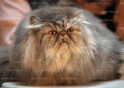 Gdansk. Galeria Baltycka. Obchody swiatowego dnia kota....