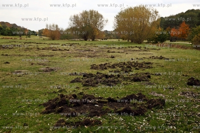 Gdansk. Park Reagana. Montaż odlowni dzikow.
05.11.2012
fot....