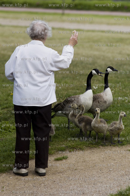 Gęsia rodzina robi furorę w gdańskim Parku Reagana.26.05.2015fot....