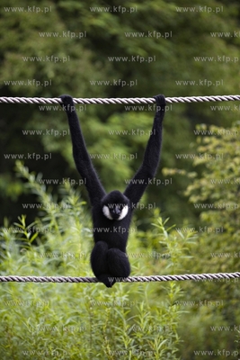 Gdańsk. Zoo. Nz. gibon.
28.07.2015
fot. Krzysztof...