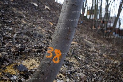 Wycinka drzew na skarpie przy ul. Sienkiewicza w Gdyni....