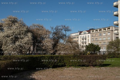 Kwitnące drzewa w Gdyni przy ul. Władysława IV....