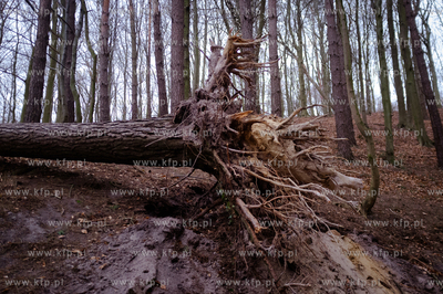 Drzewo wyrwane podczas wichury w Trójmiejskim Parku...