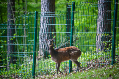 Gdansk. Oliwskie zoo.
Nz Jelenie Alfreda
14.05.2013
fot....