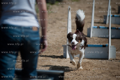 Gdynia Kolibki. Adventure Park. Festyn Edukacyjny pt....