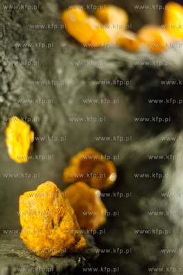 Uniwersytet Gdanski. Wydzial Zycie w lesie bursztynowym...