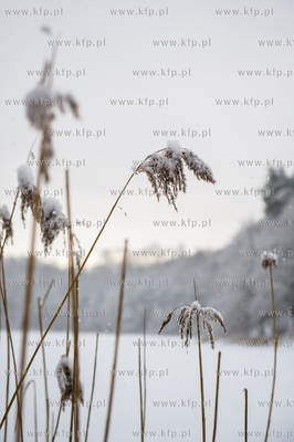 Sniezny zimowy dzien nad jeziorem Otominskim.
21.01.2016
fot....