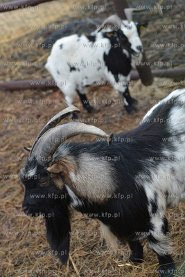 W Debogorzu Wybudowaniu (gmina Kosakowo), tuz przy...