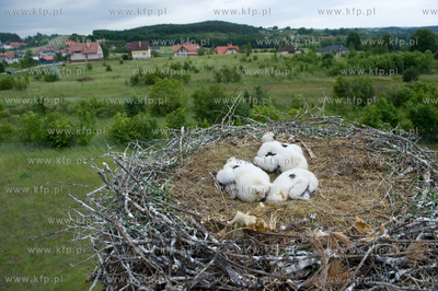 Jak co roku pracownicy Grupy ENERGA wraz z ornitologami...