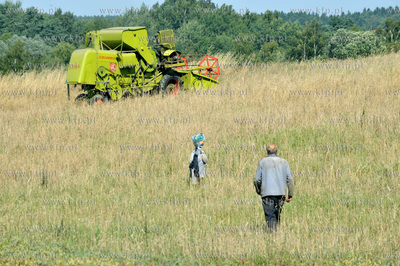Zniwa na ul. Wolkowyskiej w Gdansku Pieckach - Migowie...