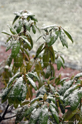 Pierwszy snieg tej jesieni, ale jeszcze nie kalendarzowej...