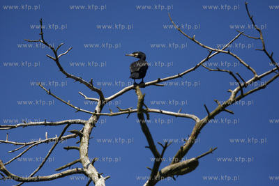 Rezerwat ornitologiczny w Katach Rybackich. Nz Kormorany....