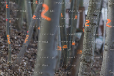 Wycinka drzew na skarpie przy ul. Sienkiewicza w Gdyni....