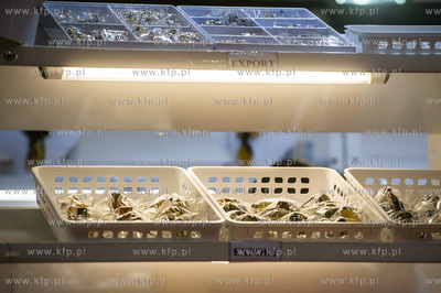 Miedzynarodowe Targi Gdanskie Amber Expo. Amberif -...