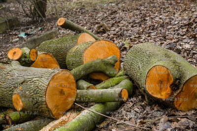Gdańsk. Wycięte drzewa na jednej z działek przy...
