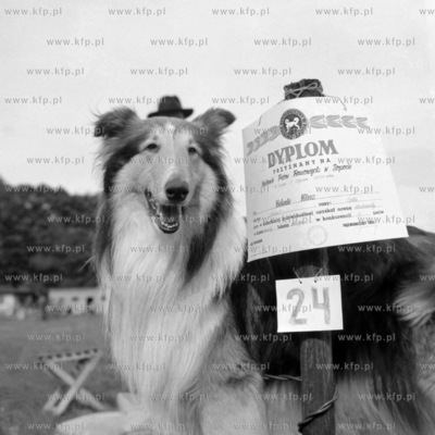 Wystawa Psów Rasowych w Sopocie. Na zdjeciu zdobywca...