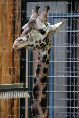 Zima w Miejskim Ogrodzie zoologicznym Wybrzeza w Gdansku...