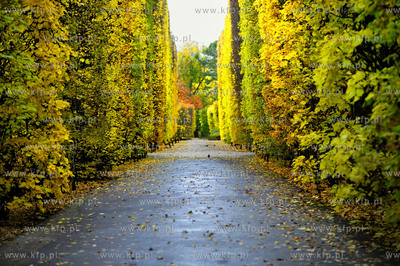 Gdansk Oliwa Park. Fragment parku z basenem parkowym....
