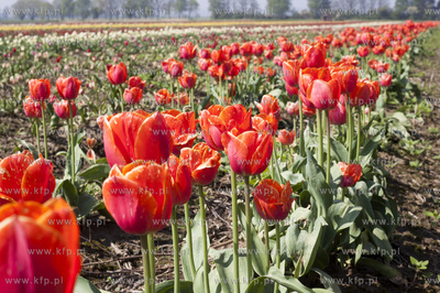 Zulawski Tulipan 2015. Tulipany rosnace na polach w...